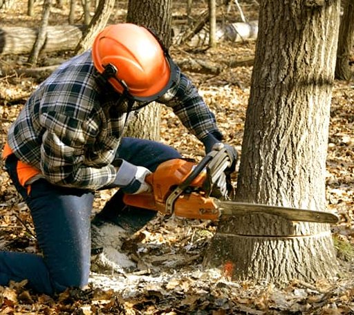 Tree Removal in Votaw, TX